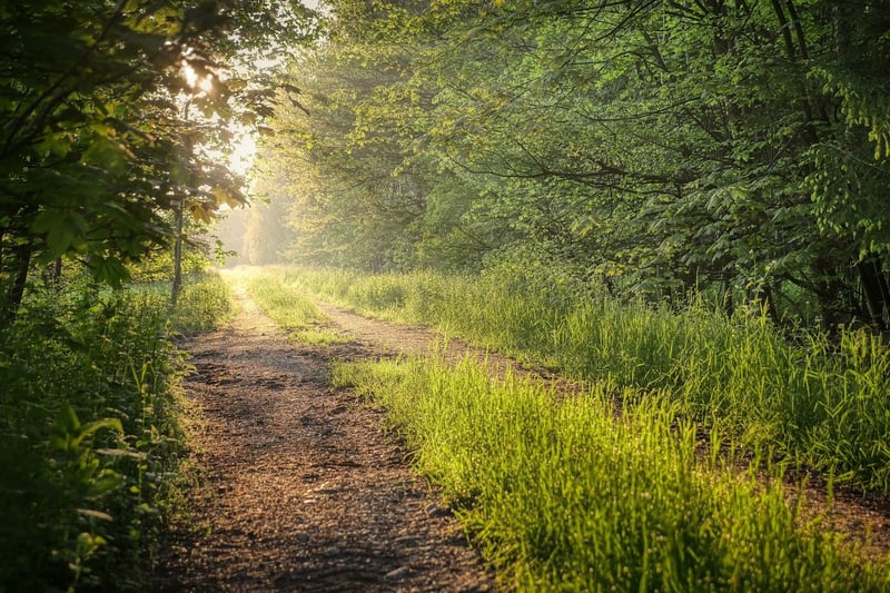 Whispering Paths