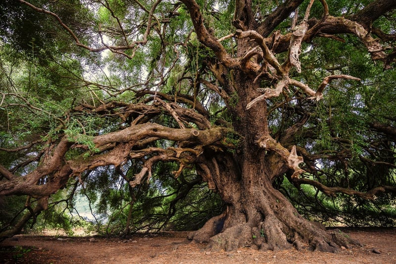 Enchanted Forest Wonderland